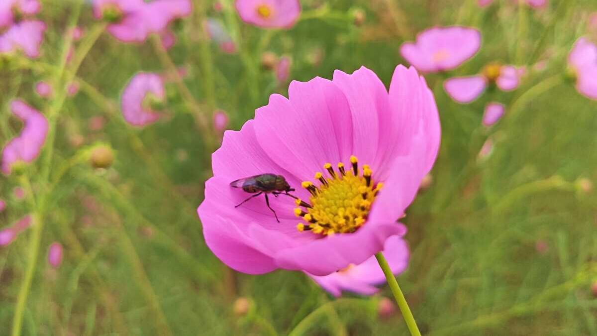 虫が寄ってくる人 ハエ