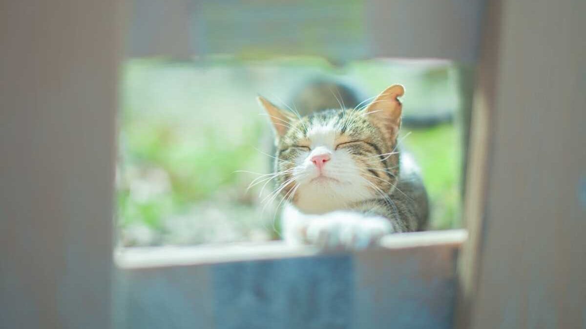 野良猫 フン 同じ 場所