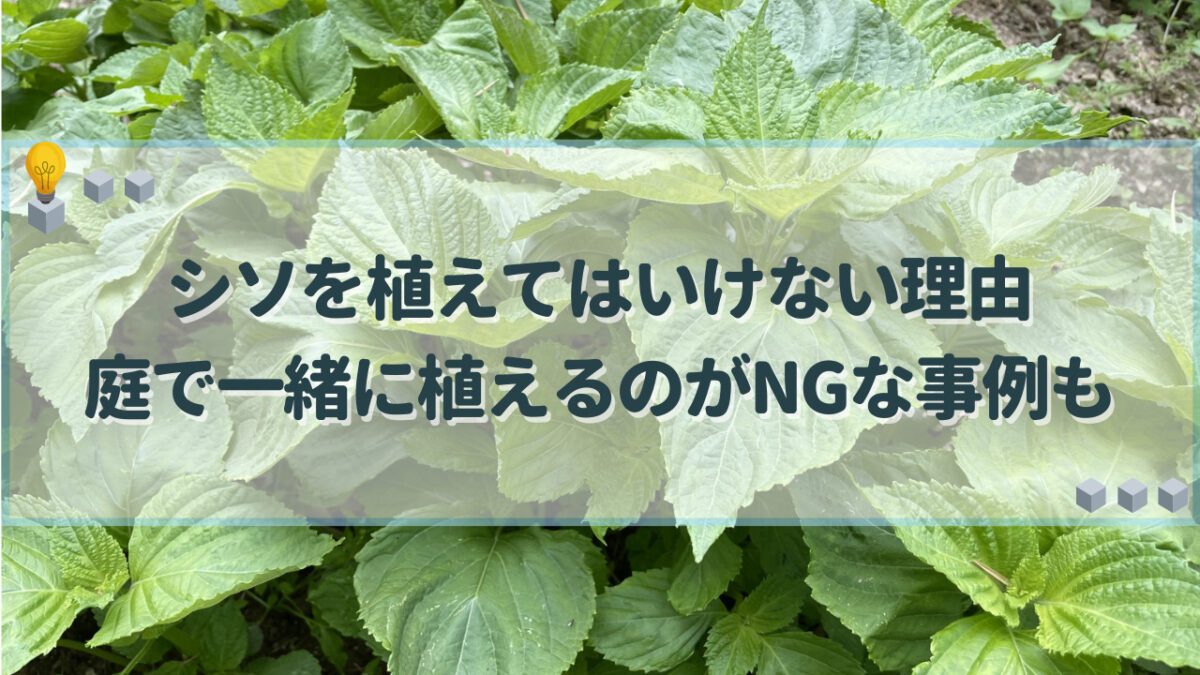 シソ　植えてはいけない